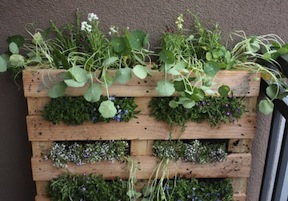 PalletGarden